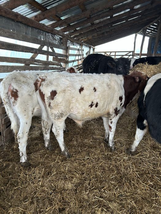 Vand vitei mai multe detali la nr de telefon