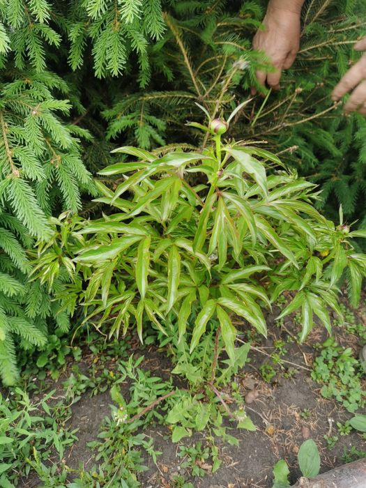 Продам цветы астра, пионы