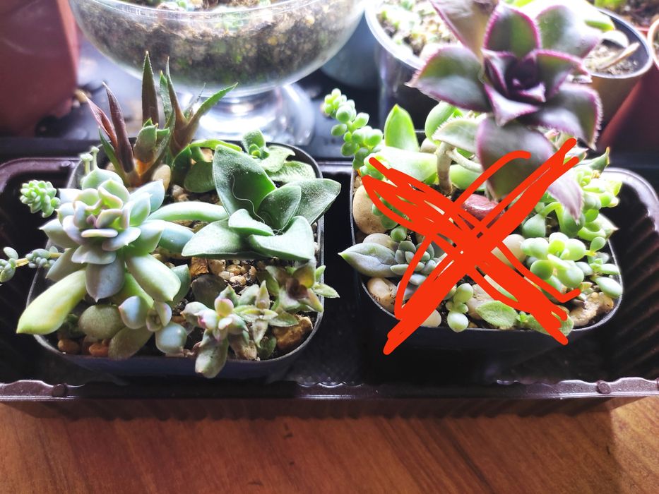 Мини садики из суккулентов