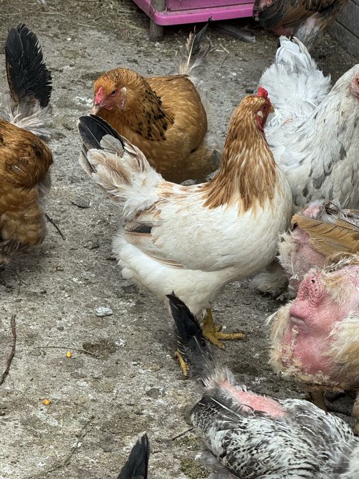 Продам домашних кур