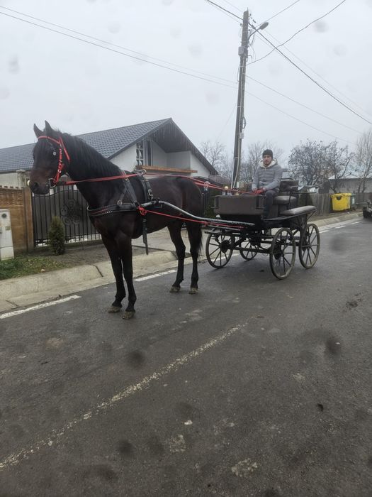 Trăsură Maraton 4000lei