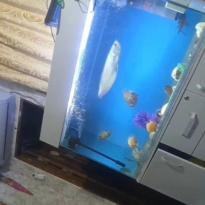 Akvarum ozim uchun yasaganman.oynasi 1sm qalin oynadan yasalgan