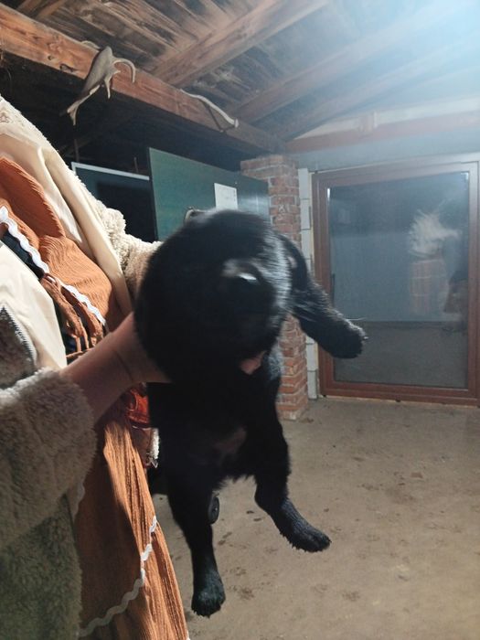 Donez căței de adoptat