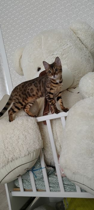 В продаже бенгальские котята