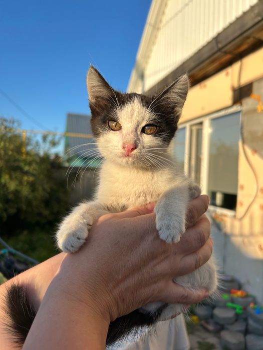 Отдам котенка срочно