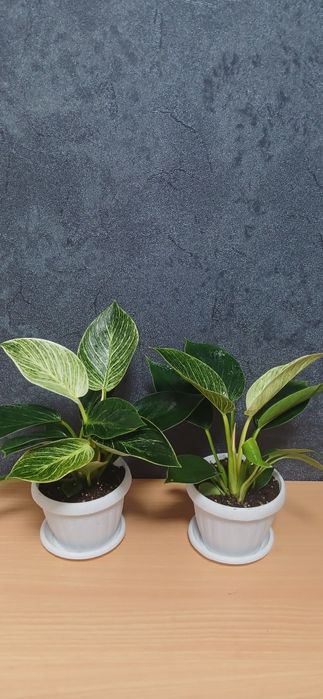 Комнатные растения от 2500