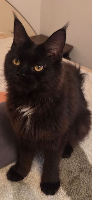 Fetita Maine Coon xxl