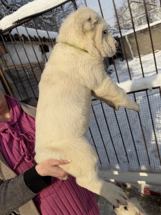 Продам щенков Алабай