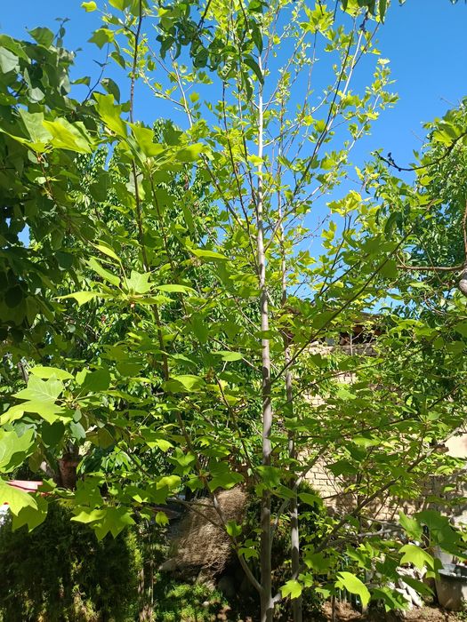 Lola daraxti koʻp yillik oʻsimlik