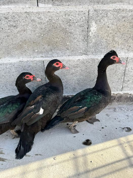 Oua proaspete de găini austrolorp și rate ciocolatii și negru salbatic