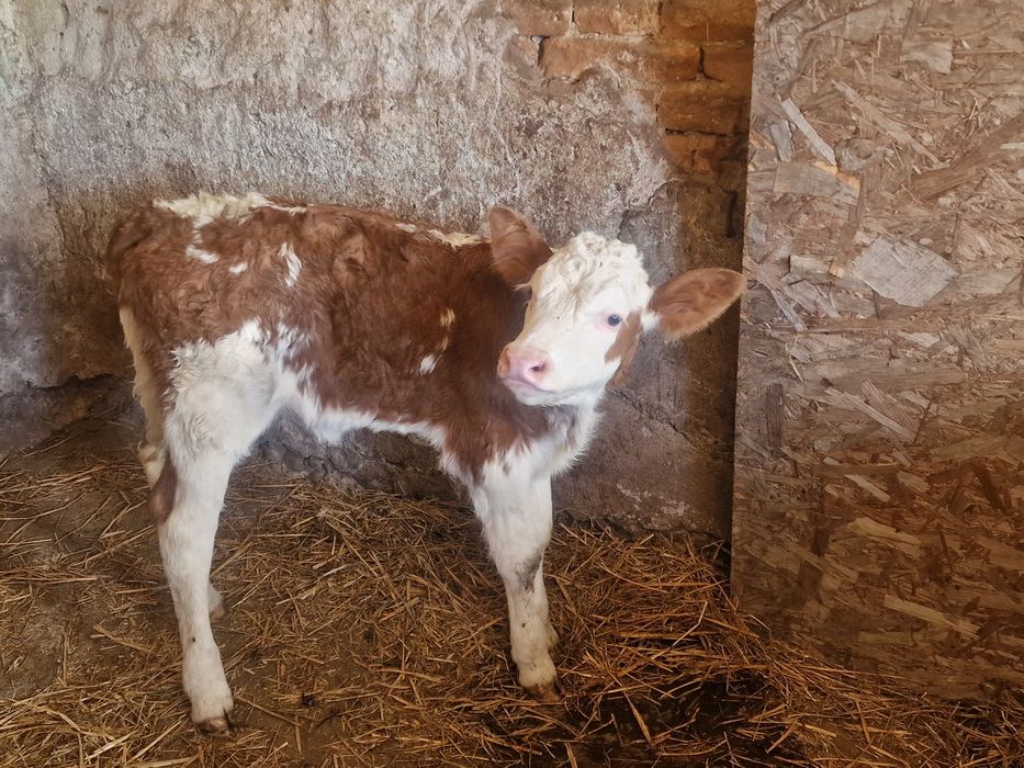 Vacă foarte bună de lapte