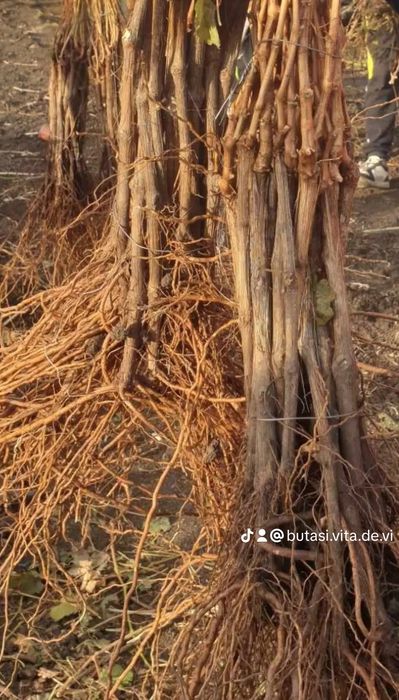 Vând butasi vita de vie anul1,2 si3