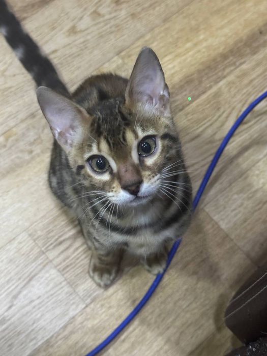 котенок бенгальский с родословной