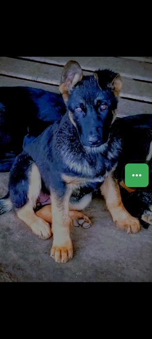 Питомник   немецких  овчарок  РР