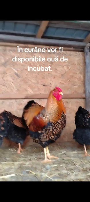 Familie wiandote Gsg 5 gaini și un cocoș.
