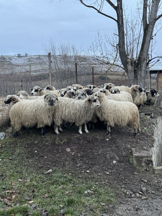 Vand 50 de oi cu miei