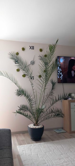 Продавам Финикова палма.Висока около 250см.Много добре гледана.