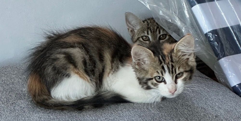 Подарявам 4 котета