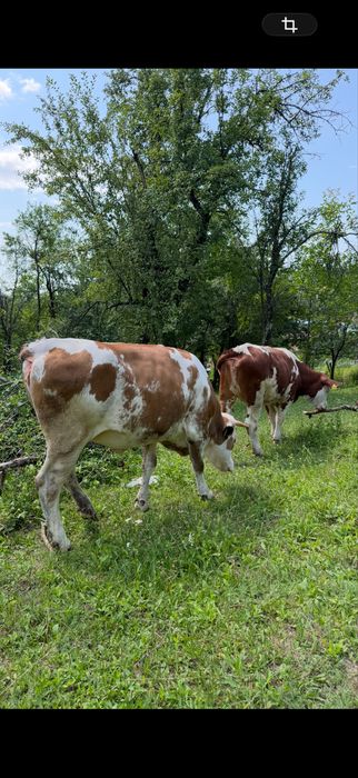 Juminci baltata romaneasca, talie mare