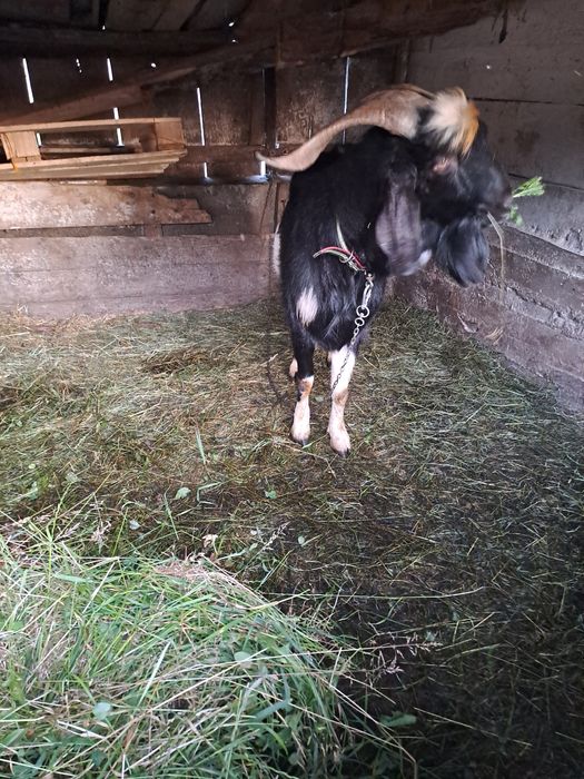 Vând țap plus capre