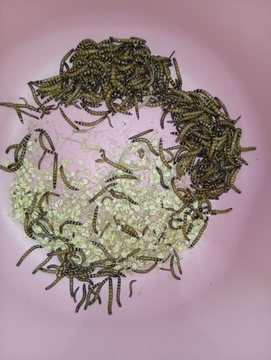 Сверчки, Зоофобус, Мучник, Тараканы