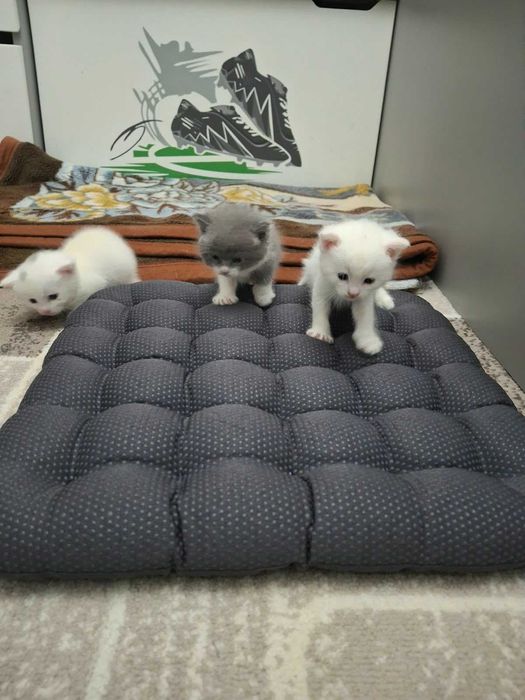 котята в хорошие руки