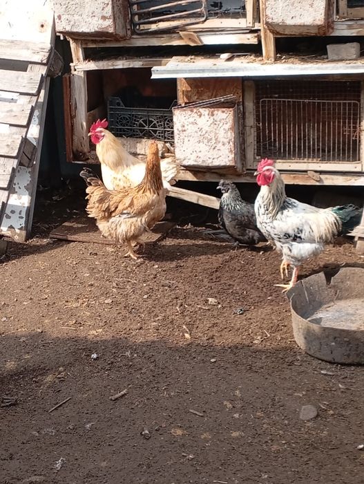Срочно продам петухов