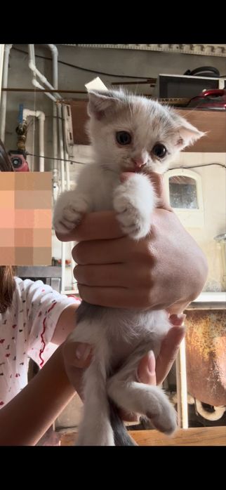 вислоухие котята