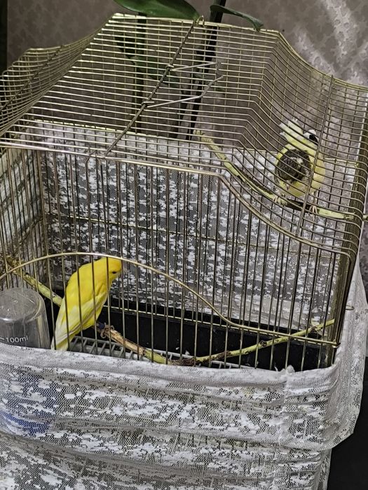 Продам канареек, Брат-Сестра!