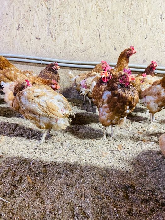 Здравствуйте продаю курицы