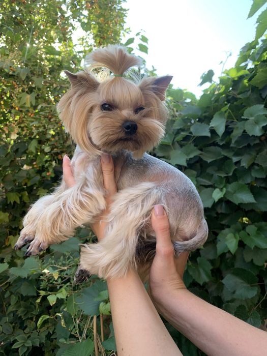 Йоркширский терьер вязка