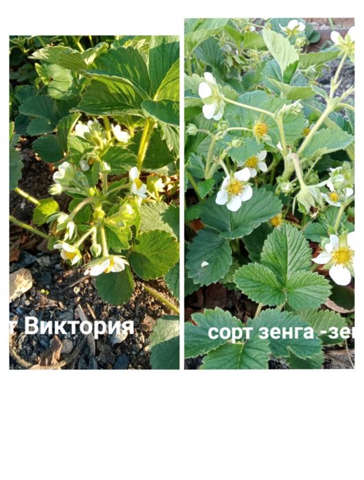 Саженцы малины, клубники , смородины, неприхотливые цветы +подарки