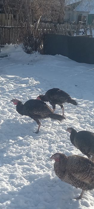 Индюки Самцы 8 месяцев