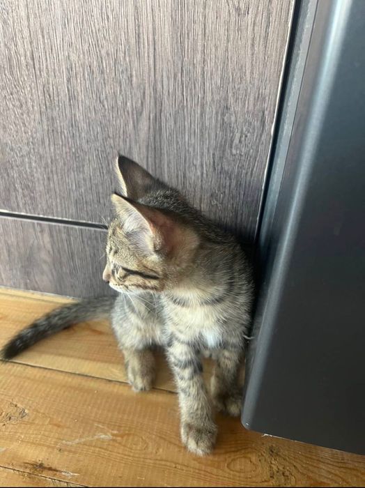 домашние котята.