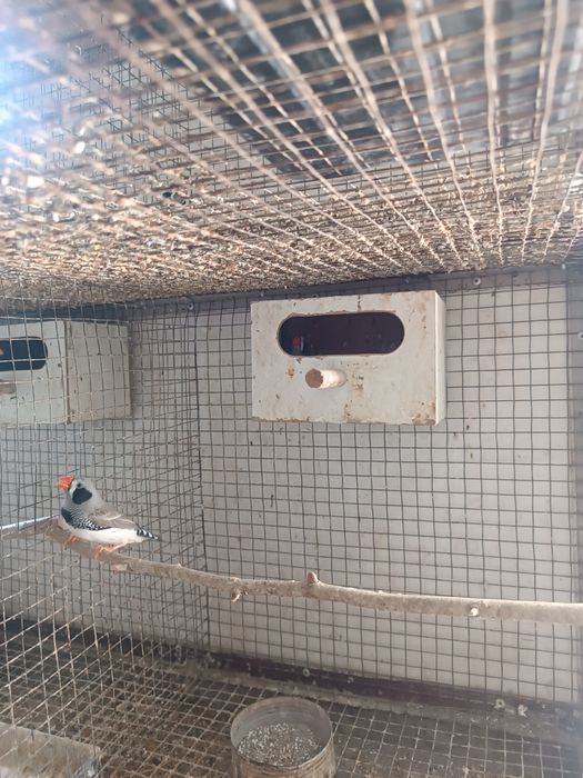 Продаётся чернащекие амадины