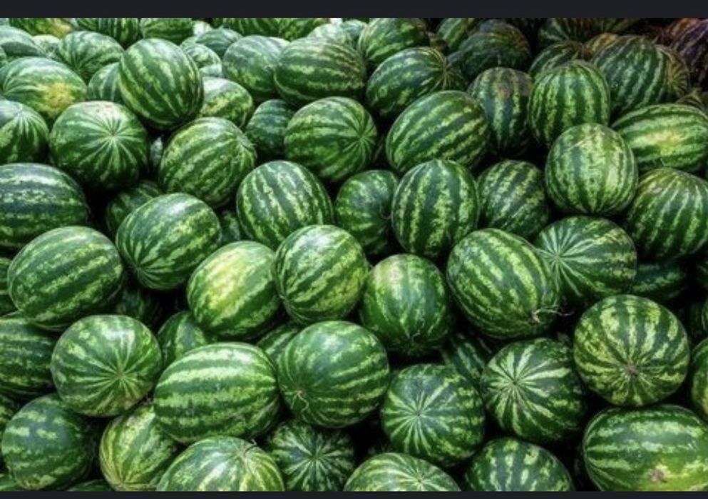 Продам арбузы с поля