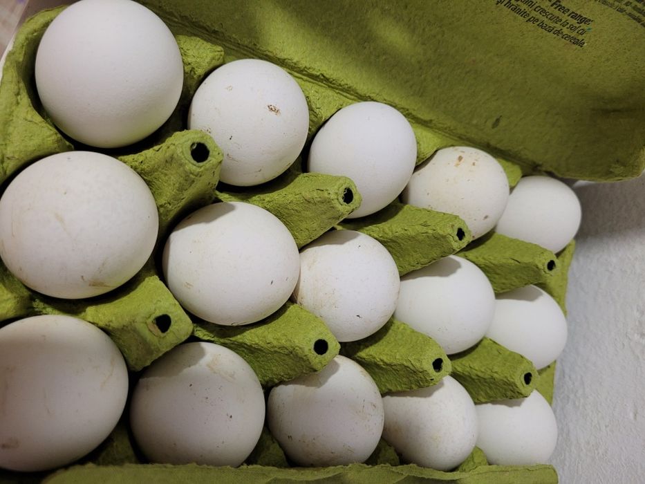 Oua incubat gaini brekel argintiu