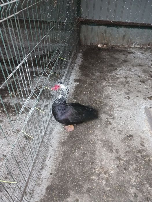 Vând Rățoi tânăr Mut