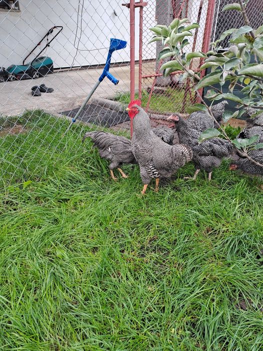 Cocos playmunt de vânzare