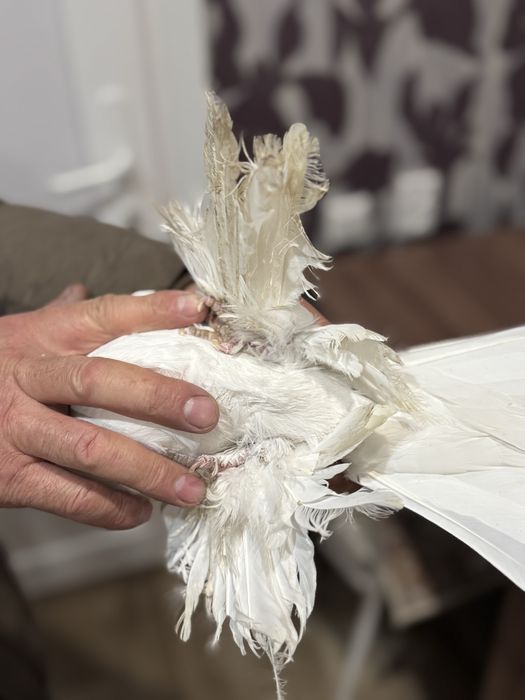 Продам летных, бойных голубок