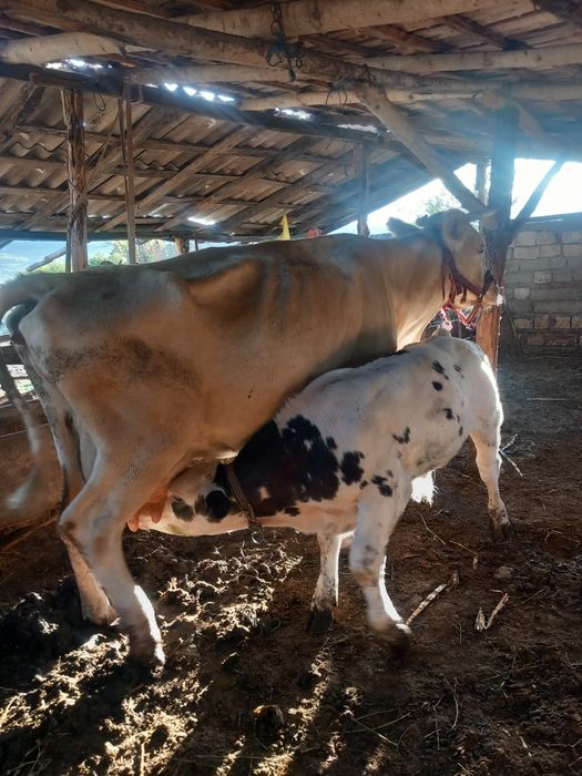 Vând 4 viței 2 masculi și 2 femele