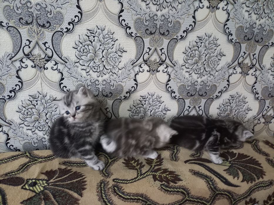 Продам котят шотландцев