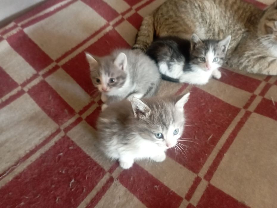 Отдам даром котят