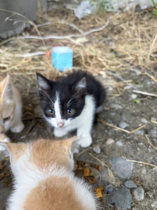 4 котят в добрые руки