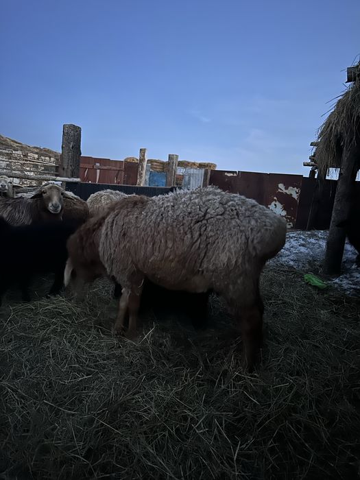 Продам кошкар арашан