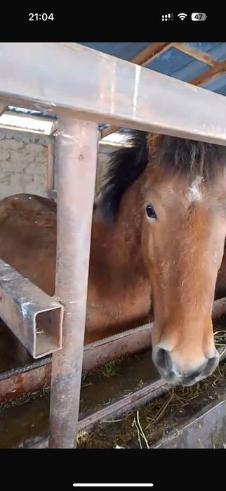 Құнандар сатылады