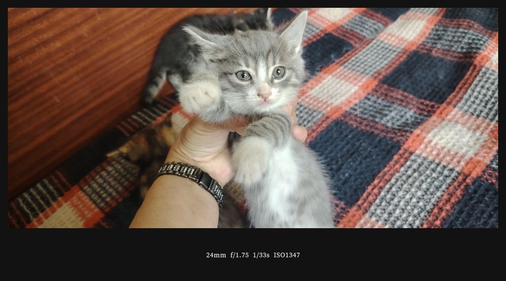 Милые котята, умные, красивые.