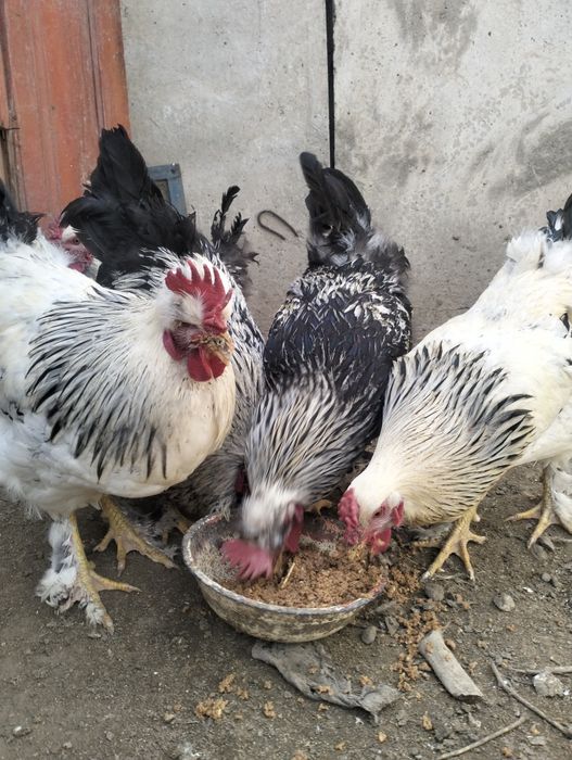 Қоразики Чубатый  сатылымда 10 айлық