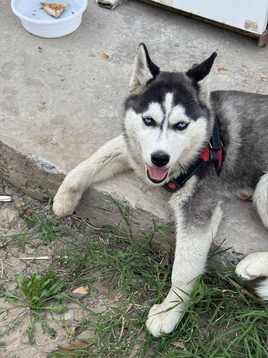 Хаски девочка 7 месец