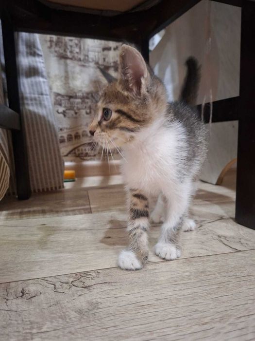 Отдам котёнка в добрые руки